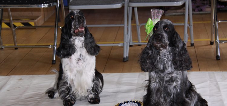 Home Counties Cocker Club