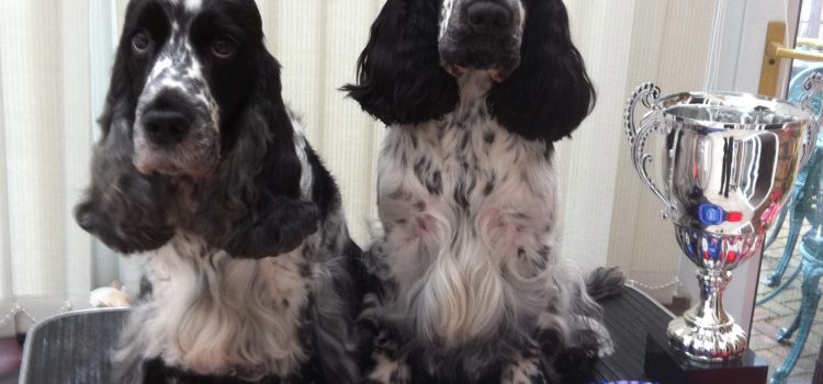 Daisy winning best veteran & Fred winning Reserve best in show at Wickford and Basildon Canine Society