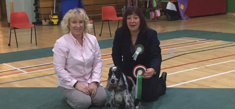 Daisy won Best Veteran Bitch at North Wales Cocker Club Championship Show in October 2016